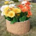 Цветник КАНЬОН купить в Бузулуке